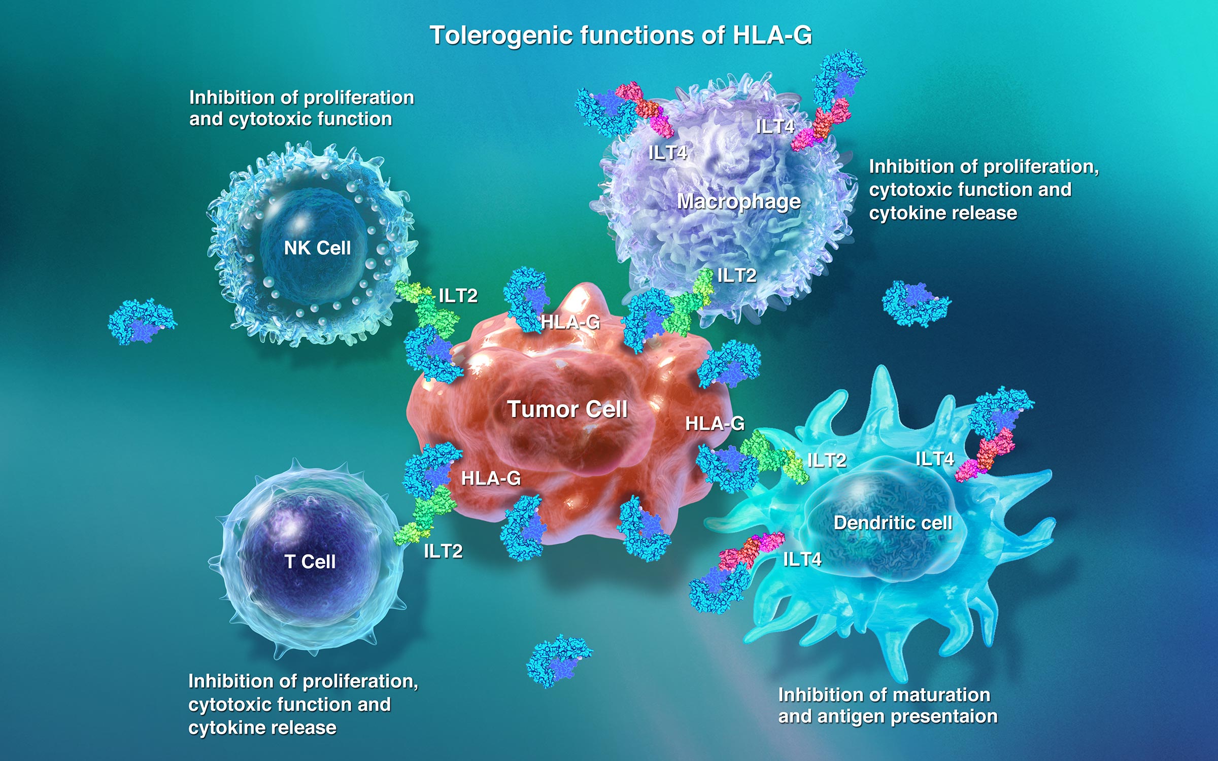 Tizona HLA-G image