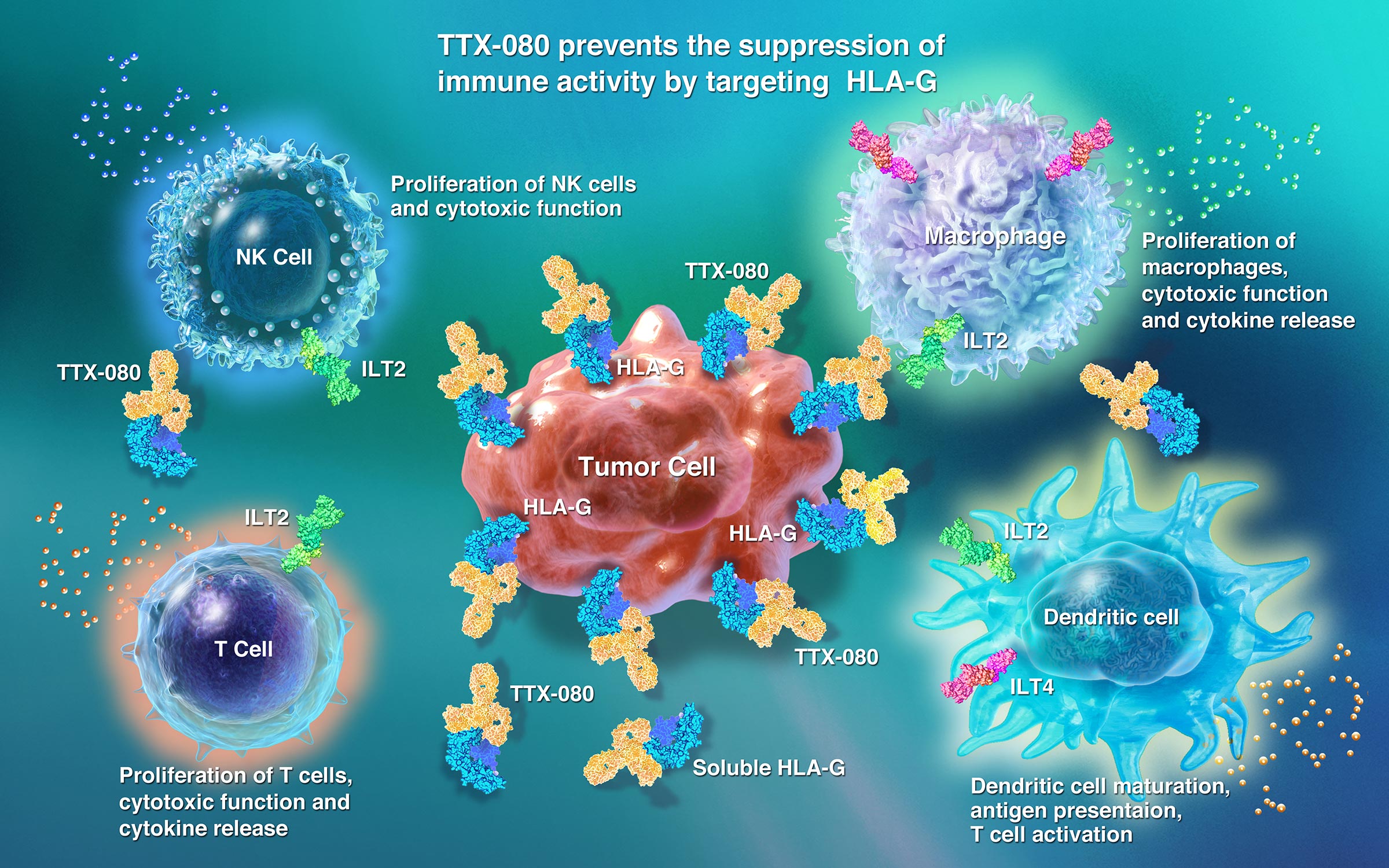 Tizona TTX-080 image